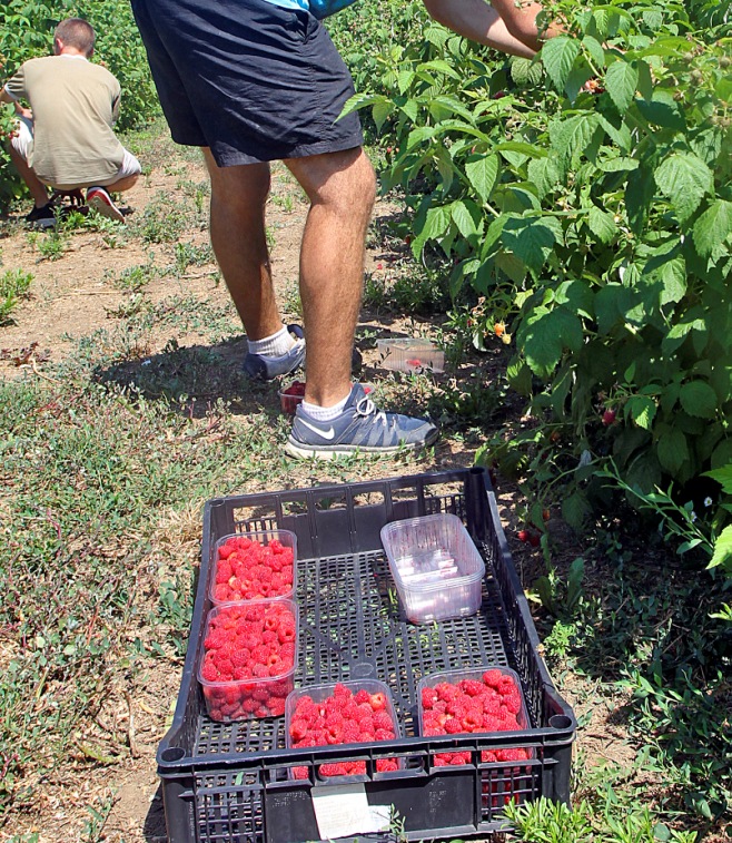 „Umesto da cenu znamo u februaru, berba je počela i sada samo predajemo malinu koju tokom dana naberemo” Počela berba &#34;crvenog zlata&#34;, cena se još ne zna; Otkupljivači ćute