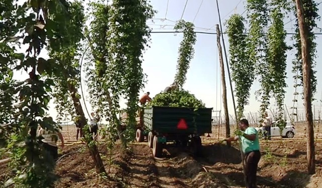 Naše pivo od srpskog hmelja, novi temelj domaćeg pivarstva