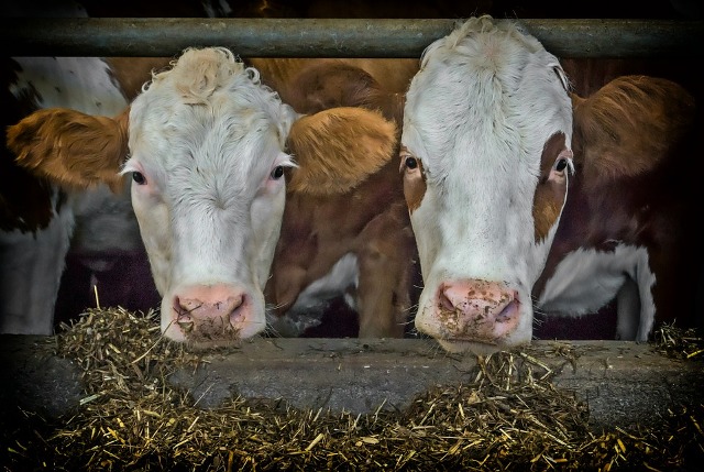 Sva gazdinstva sa životinjama moraju biti registrovana u Upravi za veterinu