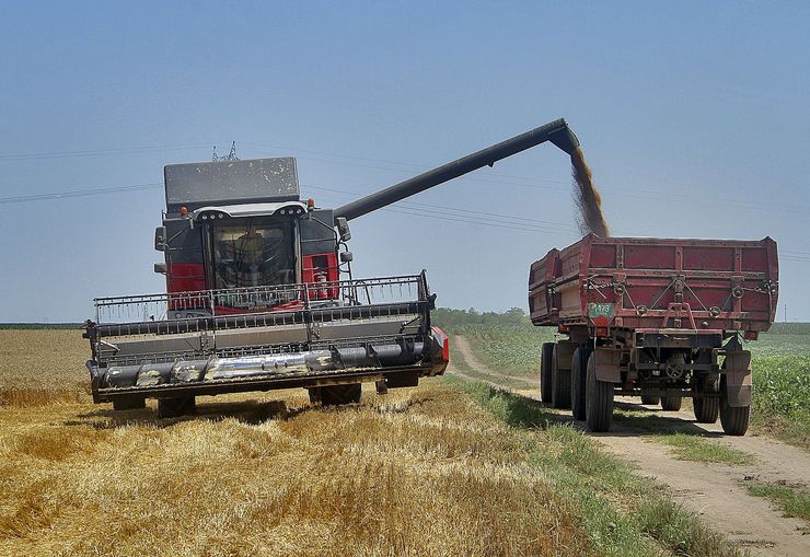 Hlebnog žita biće oko tri miliona tona