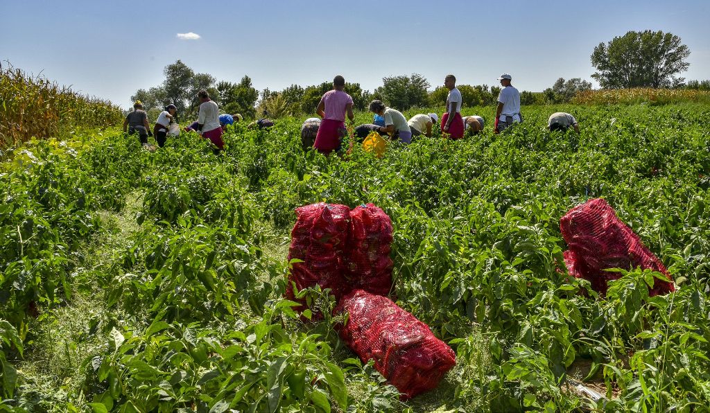 Berba paprika odlična za dobar ajvar