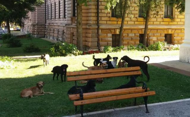 Psi lutalice u centru Sremskih Karlovaca  Foto: Dnevnik.rs