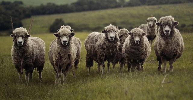 ovce, pixabay